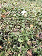 Silene latifolia alba