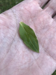 Silene latifolia alba