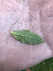 Silene latifolia alba