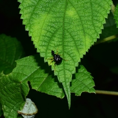 Phymatapoderus