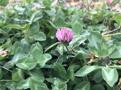 Trifolium pratense