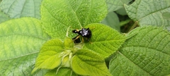 Phymatapoderus