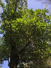 Pyrenaria microcarpa