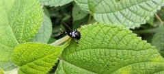 Phymatapoderus
