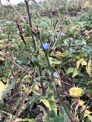 Cichorium intybus