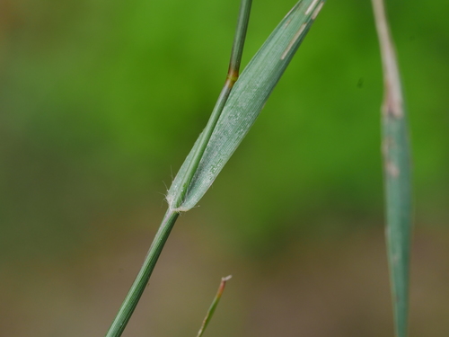 Image of Eragrostis cumingii by (c) Jacy Chen, some rights reserved (CC BY)
