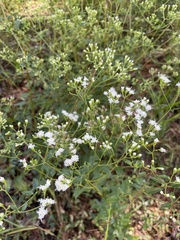 Ageratina jucunda