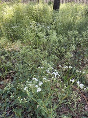 Ageratina jucunda