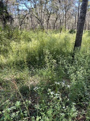 Ageratina jucunda