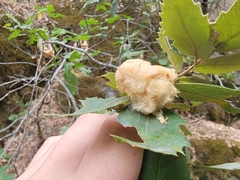 Heteroecus dasydactyli