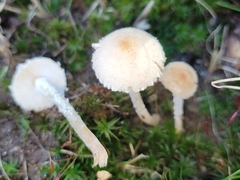 Lepiota oreadiformis