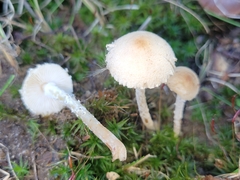 Lepiota oreadiformis
