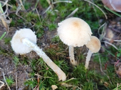 Lepiota oreadiformis