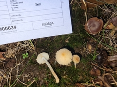 Lepiota oreadiformis