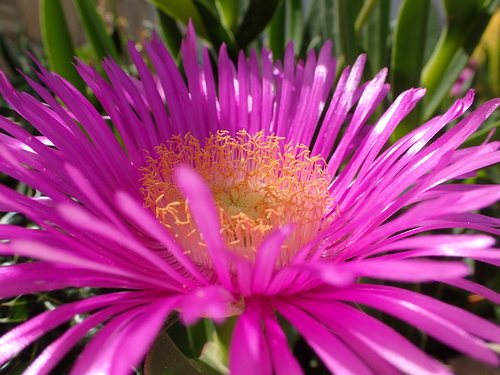 Carpobrotus acinaciformis