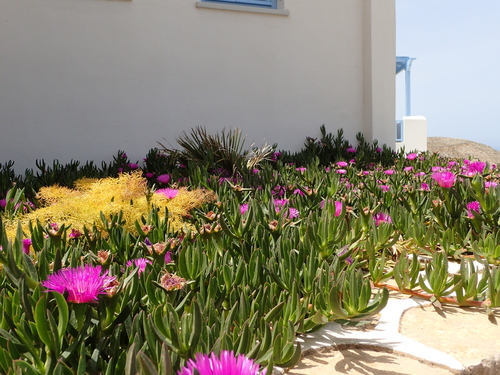 Carpobrotus acinaciformis