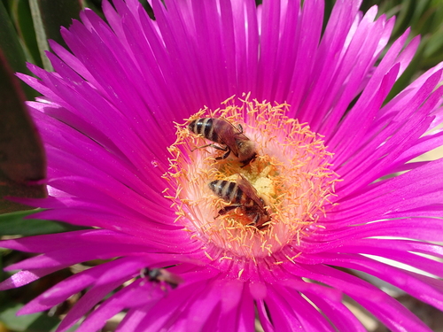 Carpobrotus acinaciformis