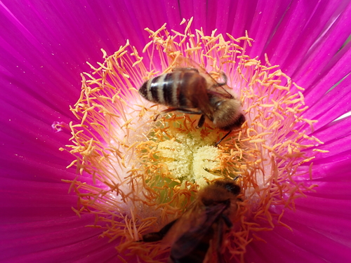 Carpobrotus acinaciformis