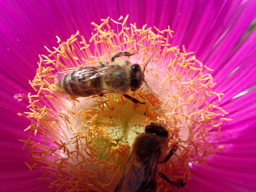 Carpobrotus acinaciformis