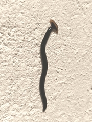 Geoplanidae