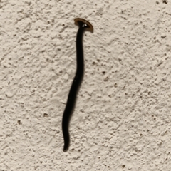 Geoplanidae