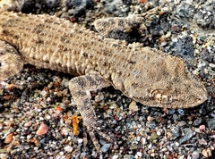 Mediodactylus russowii