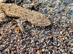 Mediodactylus russowii