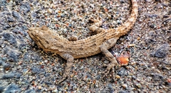 Mediodactylus russowii