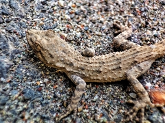 Mediodactylus russowii