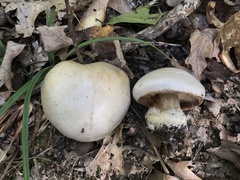 Cortinarius subrimosus