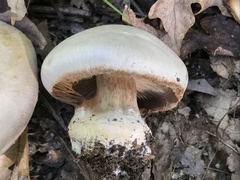 Cortinarius subrimosus