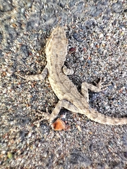 Mediodactylus russowii