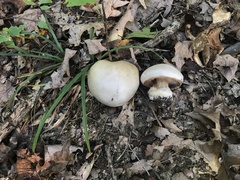 Cortinarius subrimosus