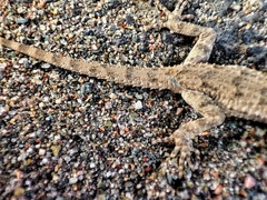 Mediodactylus russowii