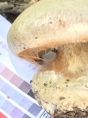 Cortinarius subrimosus