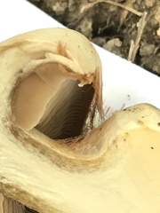 Cortinarius subrimosus