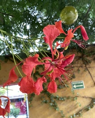 Delonix regia