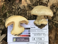 Cortinarius subrimosus