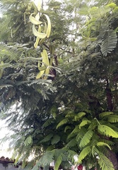 Delonix regia