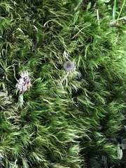 Hydropus praedecurrens