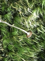 Hydropus praedecurrens