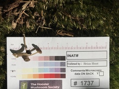 Hydropus praedecurrens