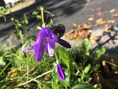 Campanula rapunculoides