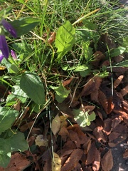 Campanula rapunculoides