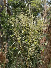 Amaranthus australis