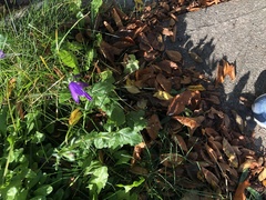 Campanula rapunculoides