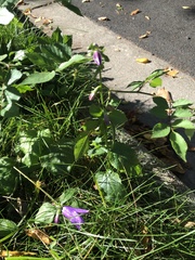 Campanula rapunculoides