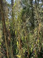 Amaranthus australis