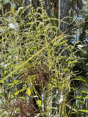 Amaranthus australis