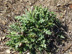 Mantisalca salmantica